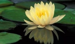 爆料荷花衣服博主视频,时尚穿搭背后的故事