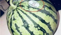 网红吃瓜头像图片高清,揭秘网络红人的时尚潮流与趣味生活