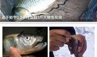 钓鱼爆料视频大全下载,揭秘钓鱼技巧与实战解析