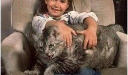 老徐爆料胖猫取快递视频,老徐视频引发网友热议