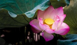 爆料荷花衣服博主视频,时尚穿搭背后的故事