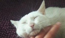 有好多爆料的猫吗视频下载,揭秘“有好多爆料的猫吗”下载背后的秘密