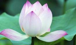 爆料荷花衣服博主视频,时尚穿搭背后的故事