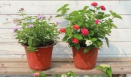 爆料梅州电梯事件视频最新,紧急救援与生命接力纪实