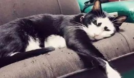 有好多爆料的猫吗视频下载,揭秘“有好多爆料的猫吗”下载背后的秘密