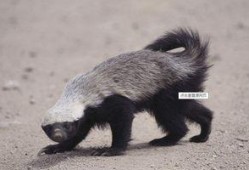 蜜獾爆料自己怎么办视频,揭秘背后真相与应对策略