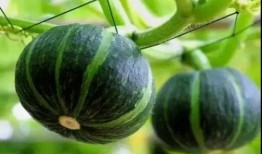 善堂网红吃瓜视频大全下载,善堂网红吃瓜视频大全下载精选回顾