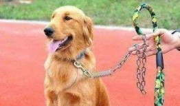 长春爆料养狗案件最新,最新进展与公众反响揭秘