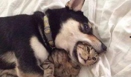 有好多爆料的猫吗视频下载,揭秘“有好多爆料的猫吗”下载背后的秘密