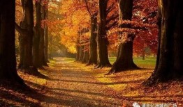 最新爆料秋天的歌曲,揭秘最新爆款歌曲背后的故事