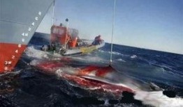 日本人捕鲸爆料事件视频,日本人捕鲸内幕曝光视频引发全球关注