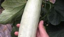 网红吃瓜的日子,揭秘娱乐圈幕后风云