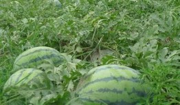 dy网红吃瓜基地,揭秘网络红人背后的秘密世界