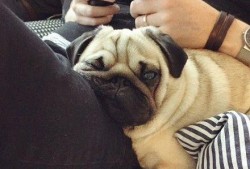 巴哥爆料角色视频播放,角色视频播放幕后揭秘