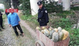 礼县网红吃瓜事件真相揭秘,揭秘背后的真相与争议