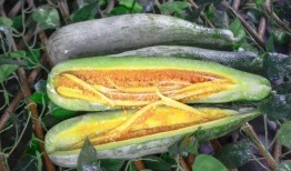 dy网红吃瓜基地,揭秘网络红人背后的秘密世界