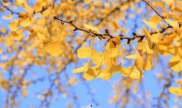 最新爆料秋天的歌曲,揭秘最新爆款歌曲背后的故事