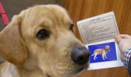 长春爆料养狗案件最新,最新进展与公众反响揭秘