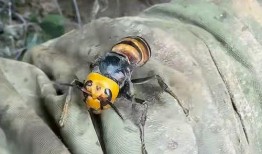 三娃躺着收蜂视频爆料,揭秘蜂群聚集的神秘瞬间