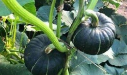 网红吃瓜的日子,揭秘娱乐圈幕后风云