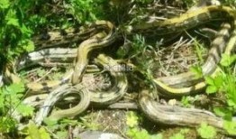 今日一线爆料蛇视频,蛇视频背后的惊人真相