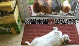老徐爆料胖猫取快递视频,老徐视频引发网友热议