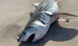 新闻爆料海鱼事件视频下载,揭秘海洋生物神秘现象