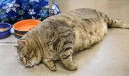 老徐爆料胖猫取快递视频,老徐视频引发网友热议