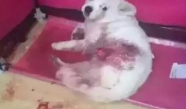 长春爆料养狗案件最新,最新进展与公众反响揭秘