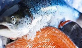 新闻爆料海鱼事件视频下载,揭秘海洋生物神秘现象