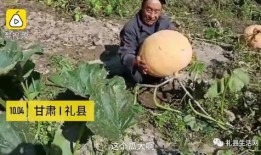 礼县网红吃瓜事件真相揭秘,揭秘背后的真相与争议