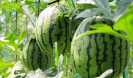 吃瓜中心免费,免费畅享娱乐盛宴的秘密基地