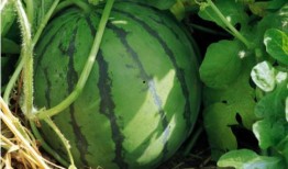 dy网红吃瓜基地,揭秘网络红人背后的秘密世界