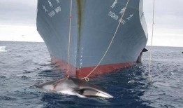 日本人捕鲸爆料事件视频,日本人捕鲸内幕曝光视频引发全球关注