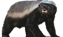 蜜獾爆料自己怎么办视频,揭秘背后真相与应对策略